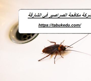 شركة مكافحة الصراصير في الشارقة