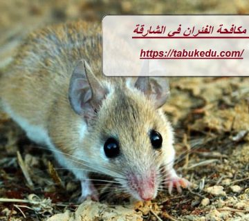 شركة مكافحة الفئران الشارقة