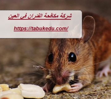 شركة مكافحة الفئران في العين