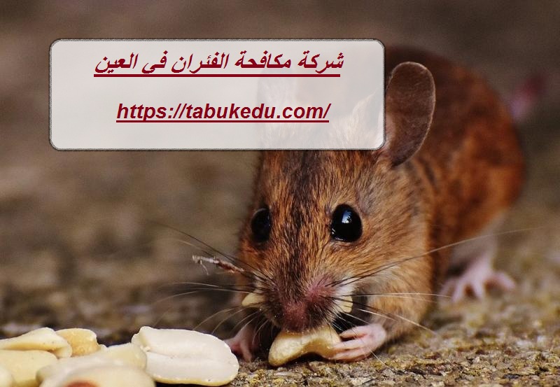 شركة مكافحة الفئران في العين