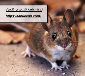 شركة مكافحة الفئران في الفجيرة