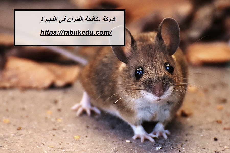 شركة مكافحة الفئران في الفجيرة
