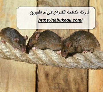 شركة مكافحة الفئران في ام القيوين