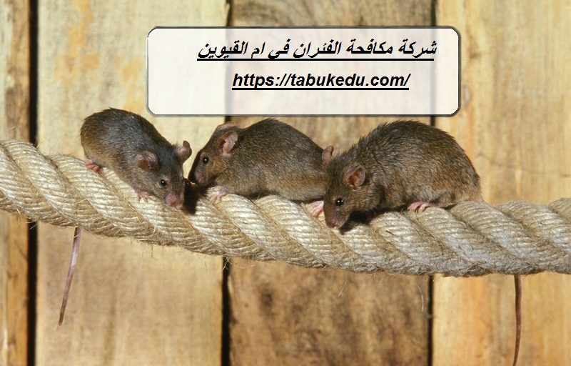 شركة مكافحة الفئران في ام القيوين
