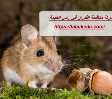شركة مكافحة الفئران في راس الخيمة