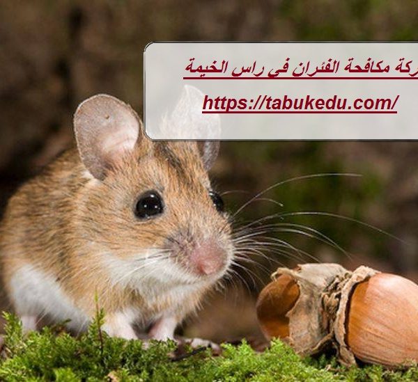 شركة مكافحة الفئران في راس الخيمة