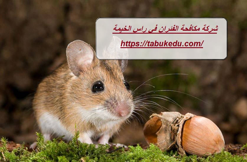 شركة مكافحة الفئران في راس الخيمة