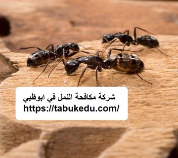 شركة مكافحة النمل في ابوظبي