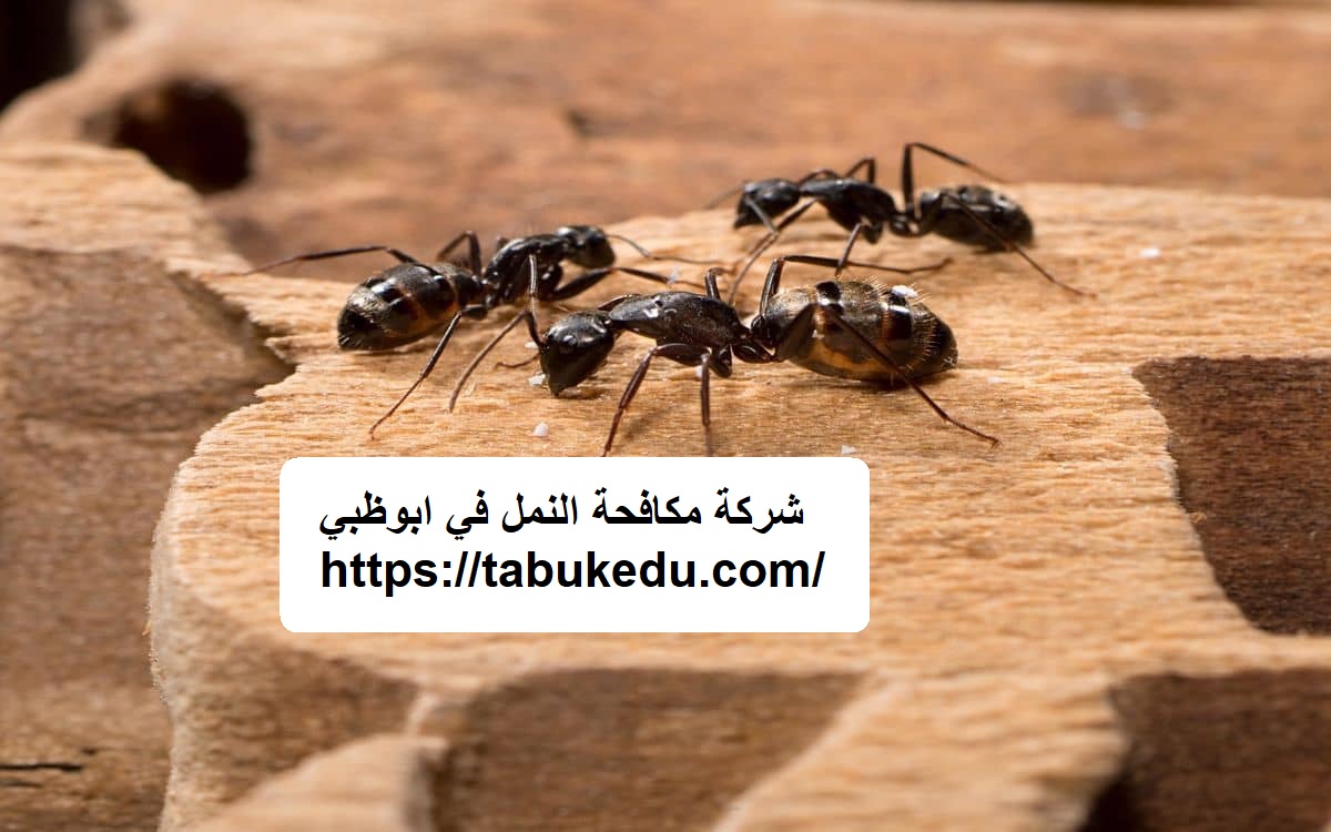شركة مكافحة النمل في ابوظبي