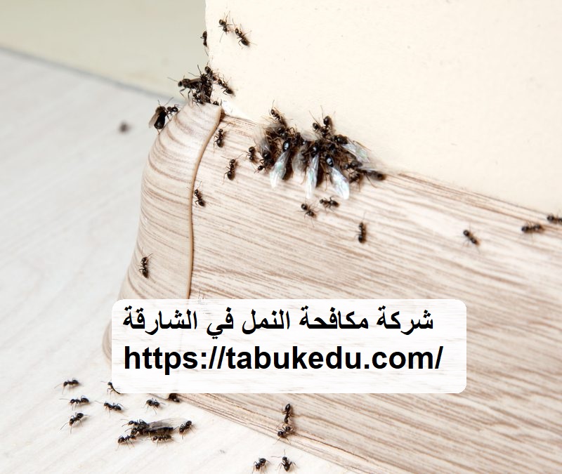 شركة مكافحة النمل في الشارقة