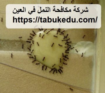 شركة مكافحة النمل في العين
