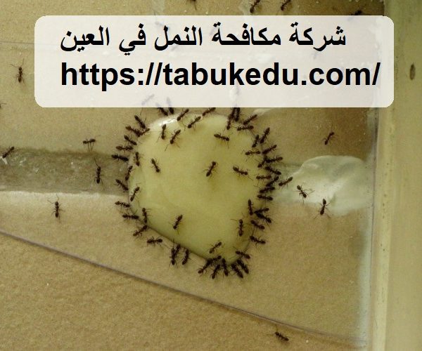 شركة مكافحة النمل في العين