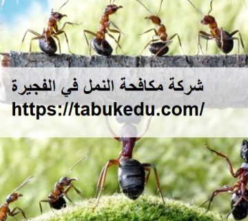 شركة مكافحة النمل في الفجيرة