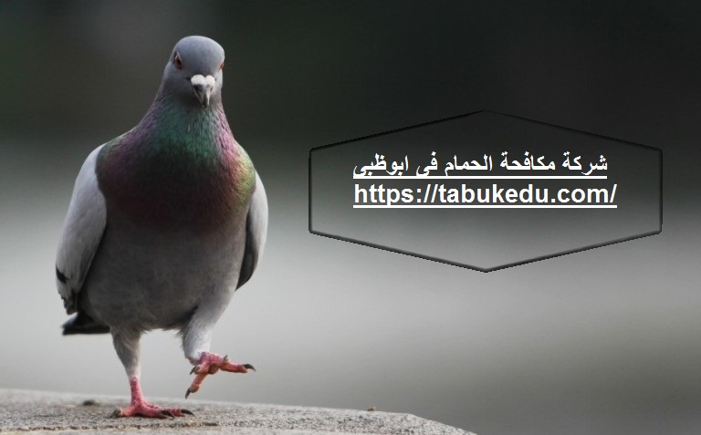 شركة مكافحة الحمام فى ابوظبى