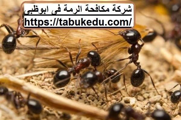 شركة مكافحة الرمة فلى ابوظبى