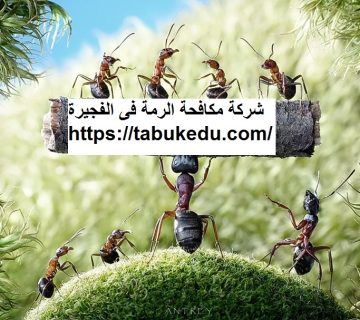 شركة مكافحة الرمة فى الفجيرة
