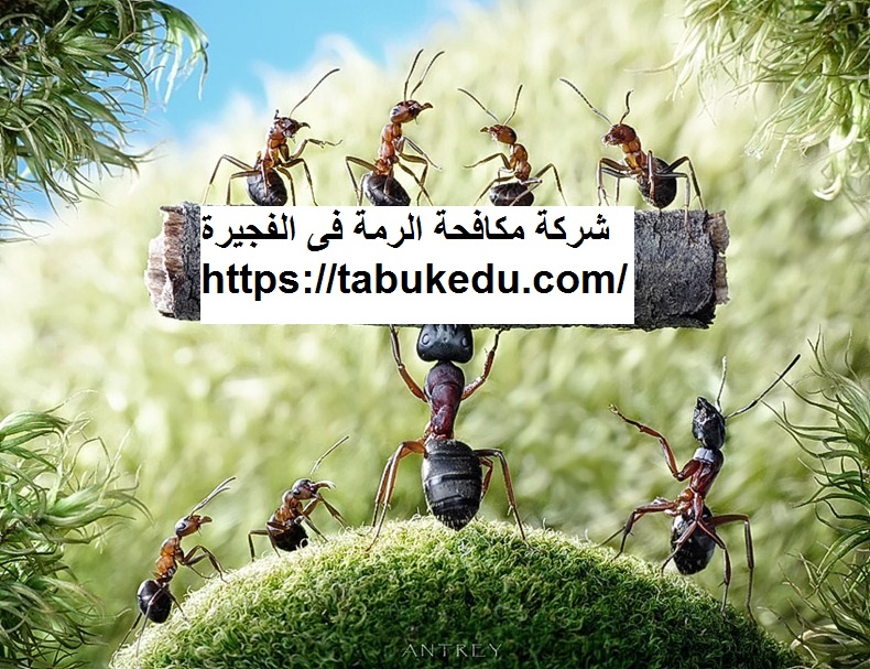 شركة مكافحة الرمة فى الفجيرة
