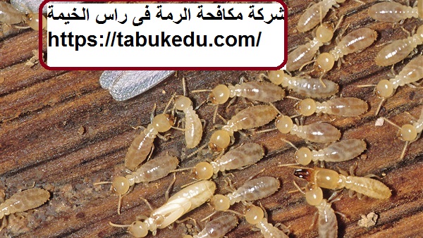 شركة مكافحة الرمة فى راس الخيمة