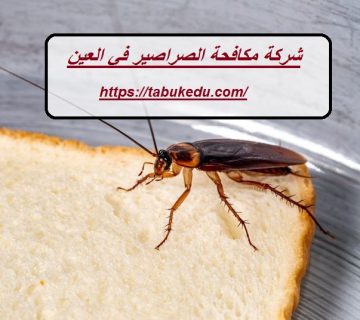 شركة مكافحة الصراصير في العين