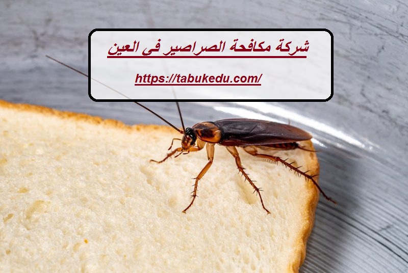 شركة مكافحة الصراصير في العين