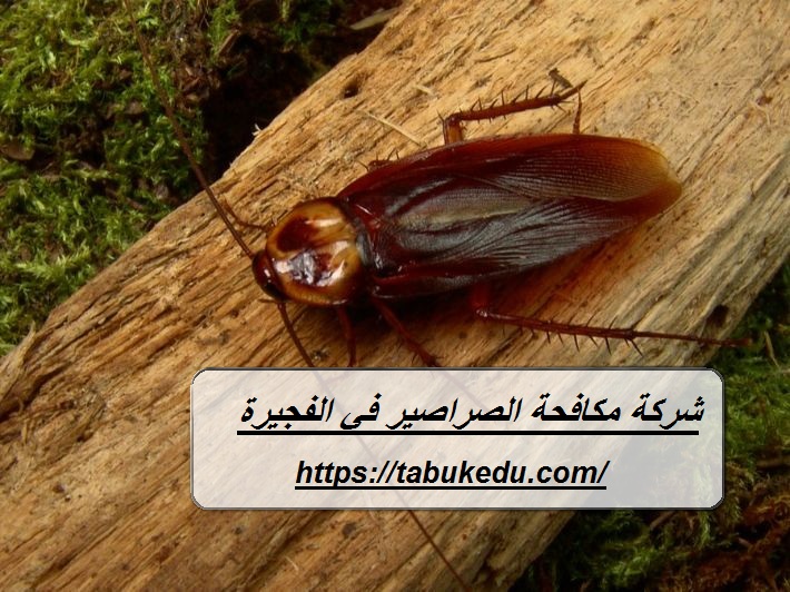 شركة مكافحة الصراصير في الفجيرة