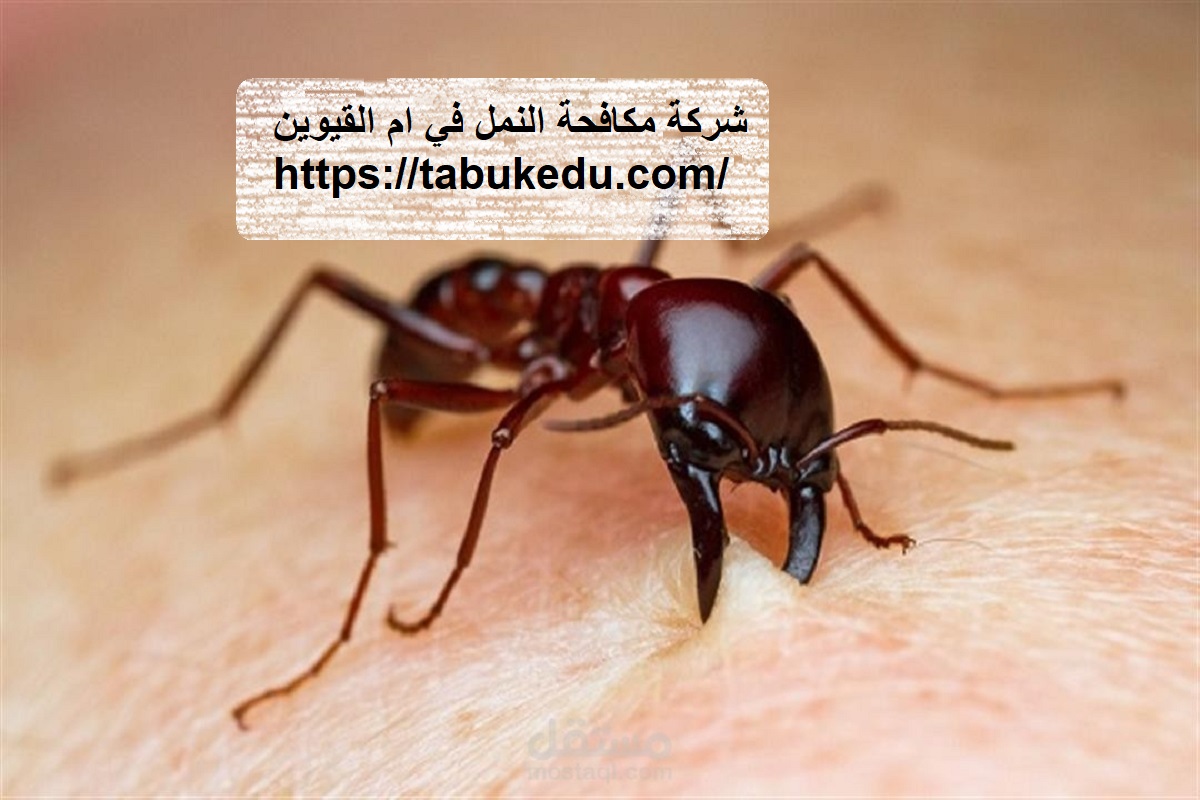 شركة مكافحة النمل في ام القيوين