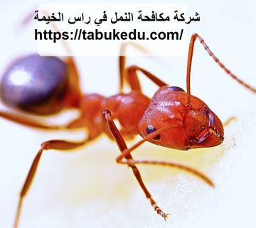 شركة مكافحة النمل في راس الخيمة