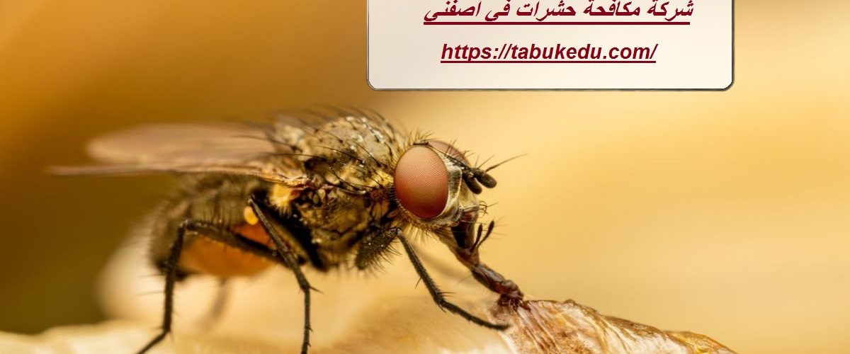 شركة مكافحة حشرات في أصفني