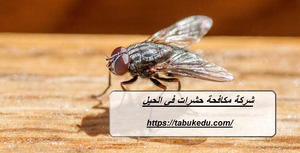 شركة مكافحة حشرات في الحيل