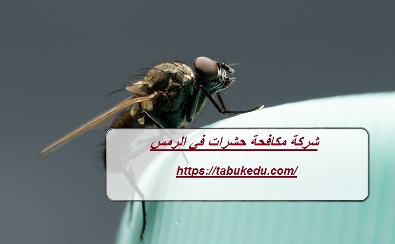 شركة مكافحة حشرات في الرمس