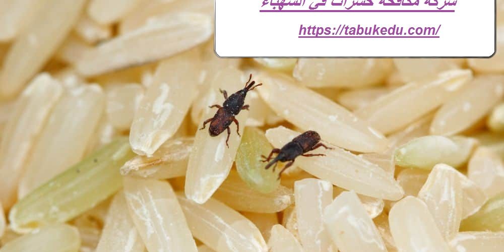 شركة مكافحة حشرات في الشهباء