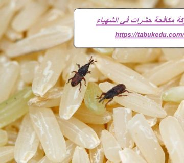 شركة مكافحة حشرات في الشهباء