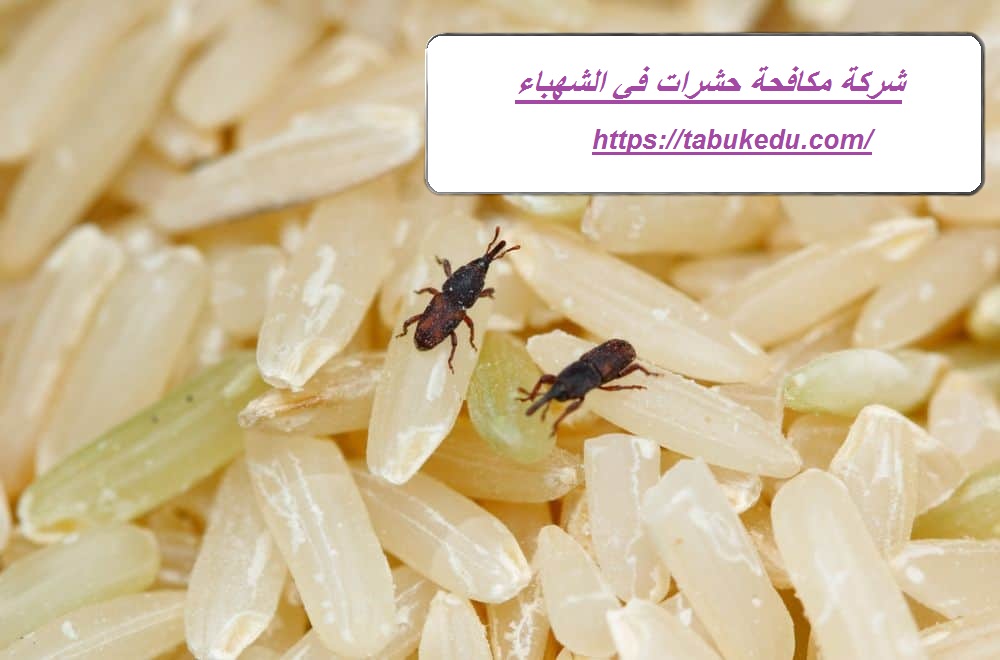 شركة مكافحة حشرات في الشهباء