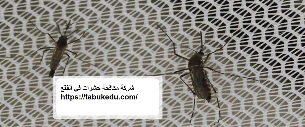 شركة مكافحة حشرات في الفقع
