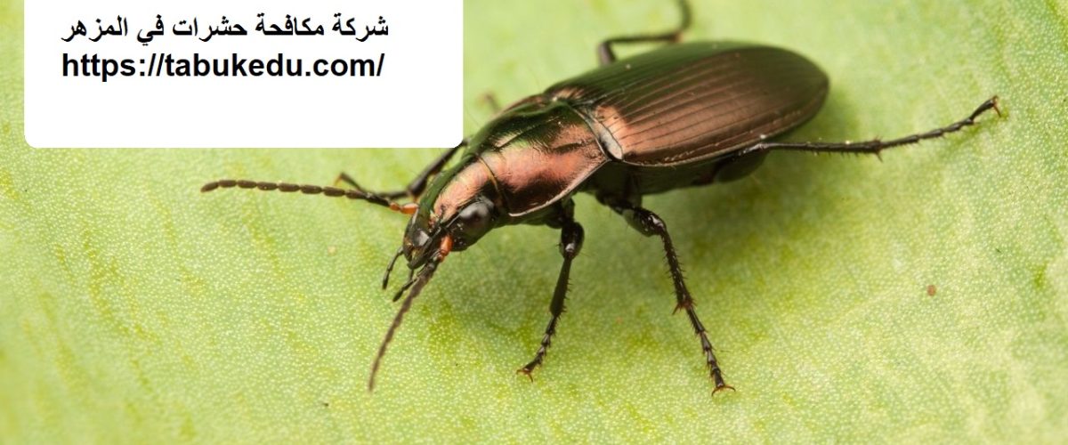 شركة مكافحة حشرات في المزهر