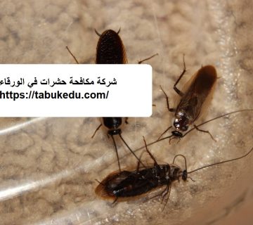 شركة مكافحة حشرات في الورقاء