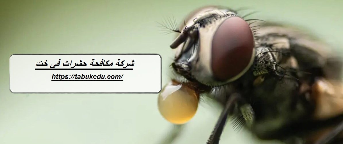 شركة مكافحة حشرات في خت