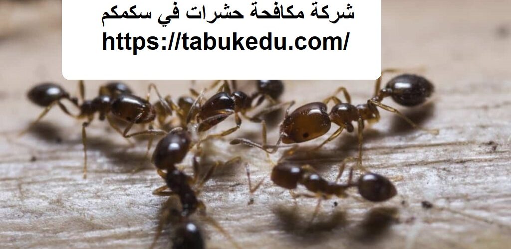 شركة مكافحة حشرات في سكمكم