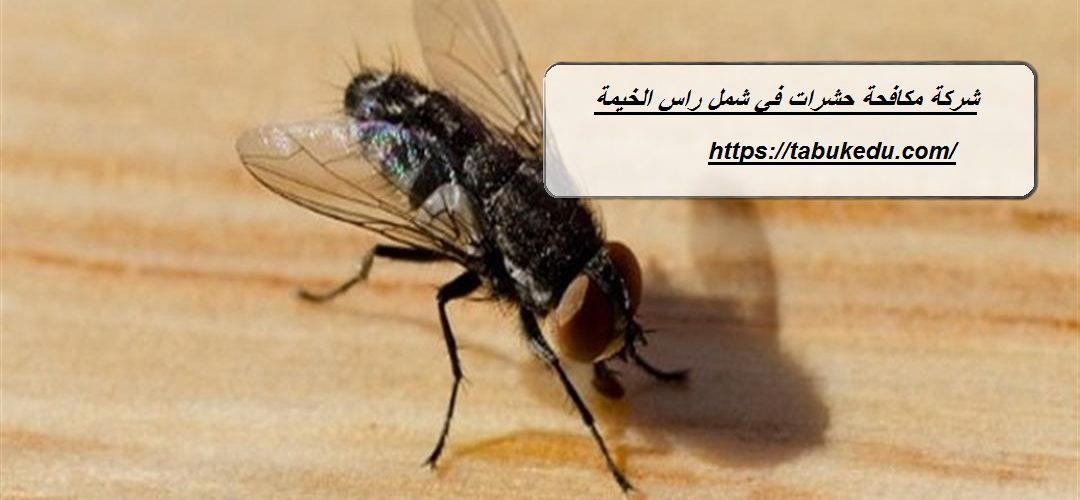 شركة مكافحة حشرات في شمل راس الخيمة
