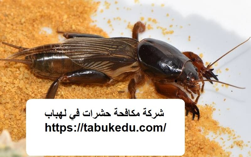 شركة مكافحة حشرات في لهباب