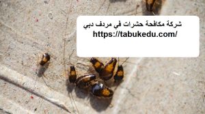 شركة مكافحة حشرات في مردف دبي