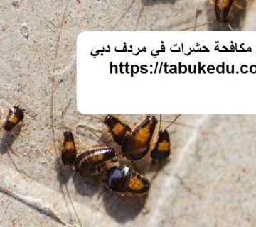 شركة مكافحة حشرات في مردف دبي