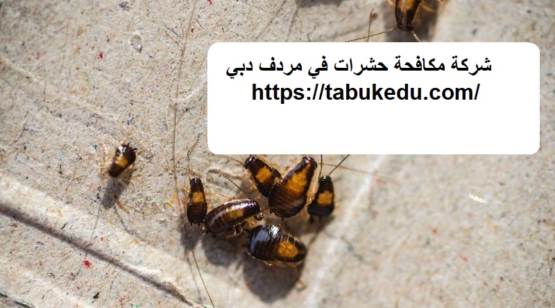 شركة مكافحة حشرات في مردف دبي
