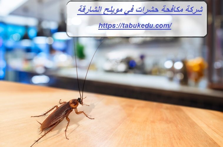 شركة مكافحة حشرات في مويلح الشارقة