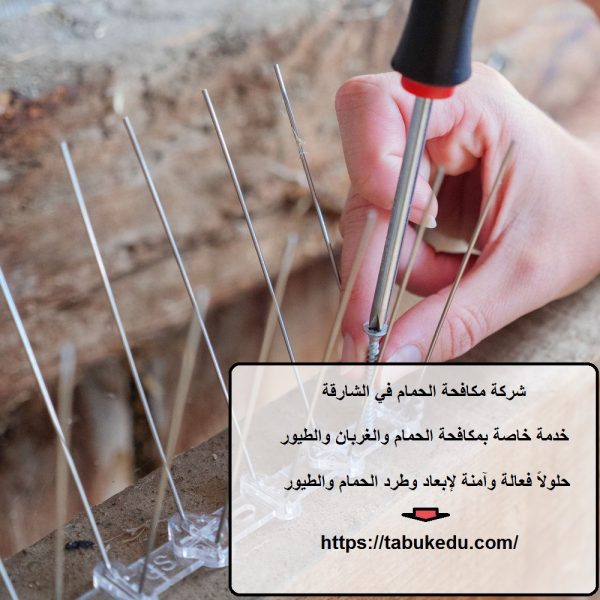 شركة مكافحة الحمام في الشارقة