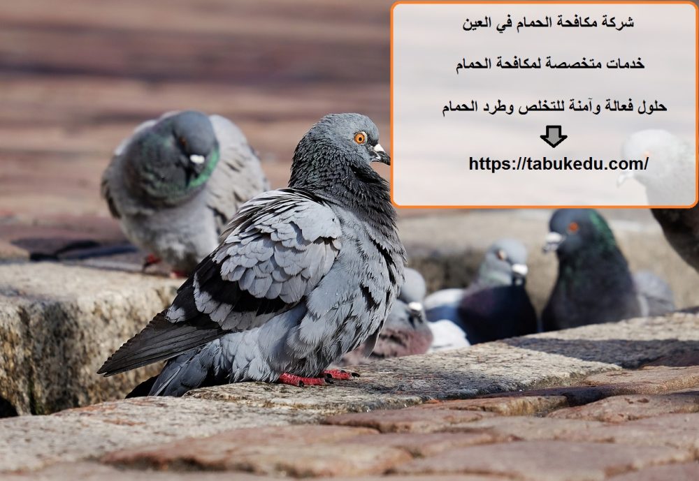 شركة مكافحة الحمام في العين