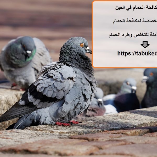 شركة مكافحة الحمام في العين