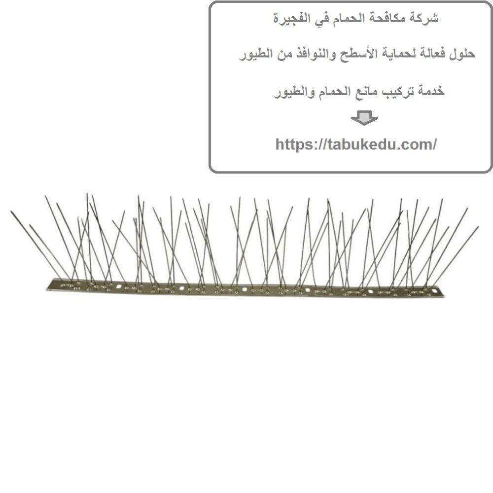 شركة مكافحة الحمام في الفجيرة