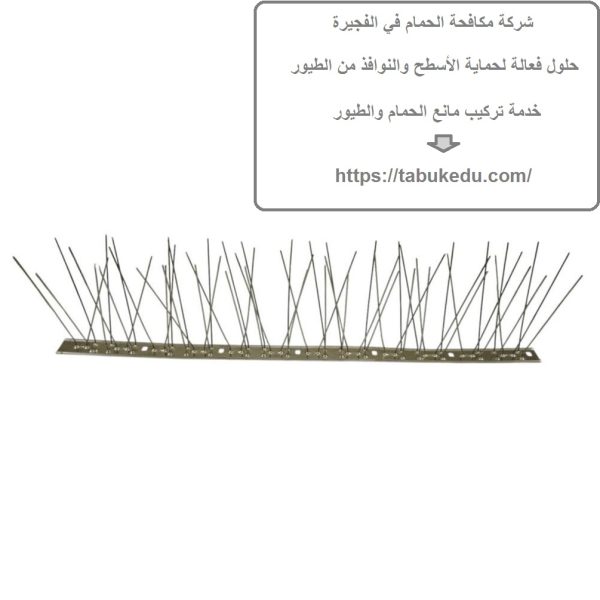 شركة مكافحة الحمام في الفجيرة