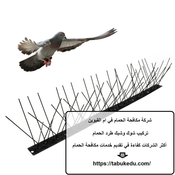 شركة مكافحة الحمام في ام القيوين